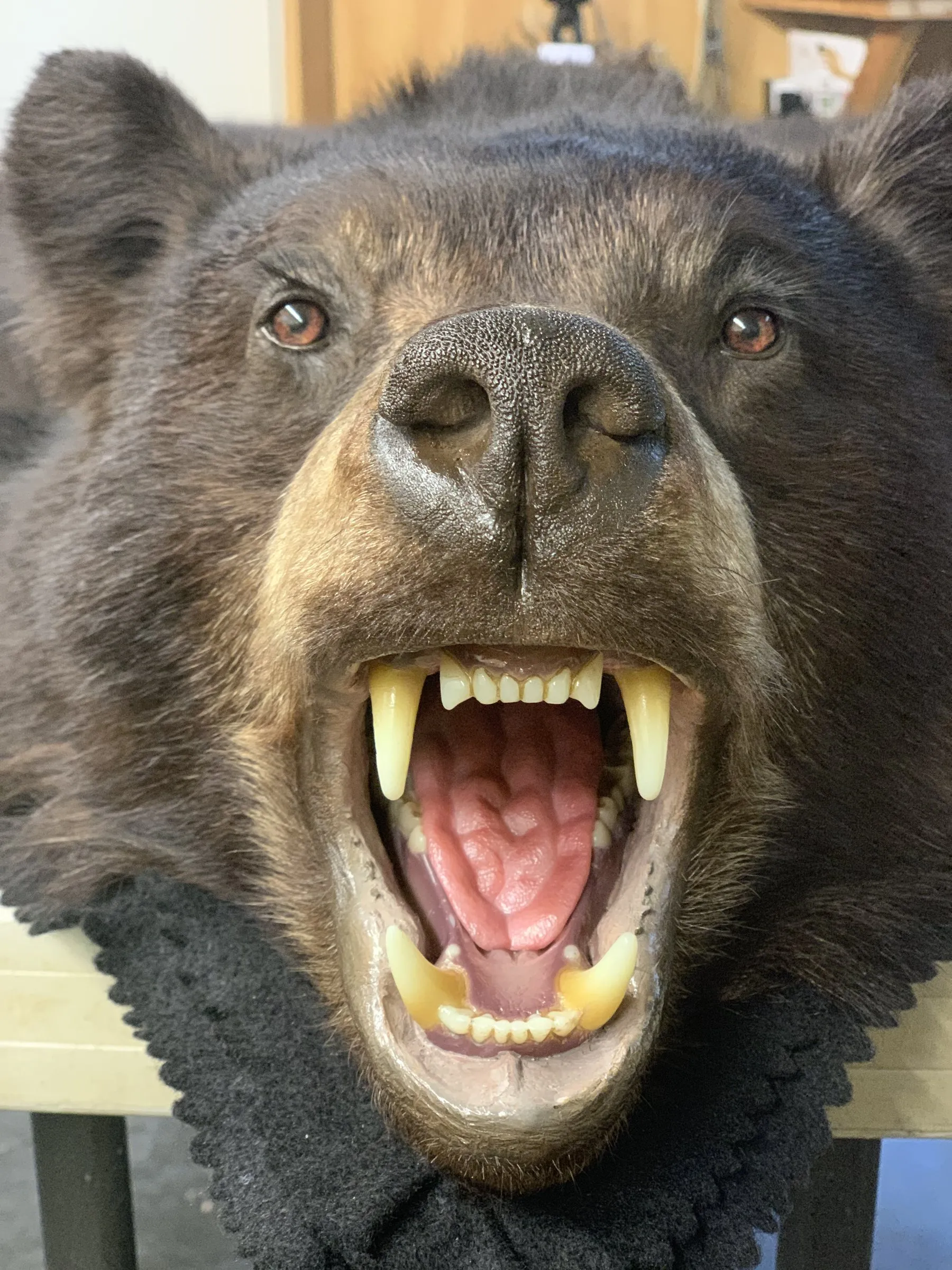 Close-up of a bear rug head with an open mouth showing teeth and tongue