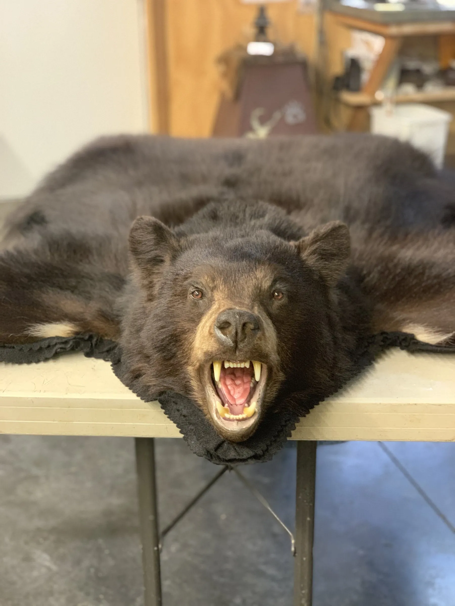 Black bear rug with an open-mouth head mount and felt border, laid over a table