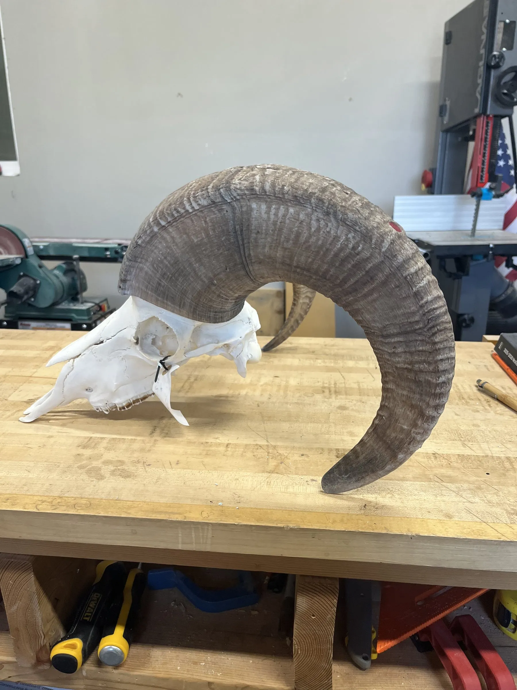 Cleaned bighorn sheep skull with massive curled horns on a workbench