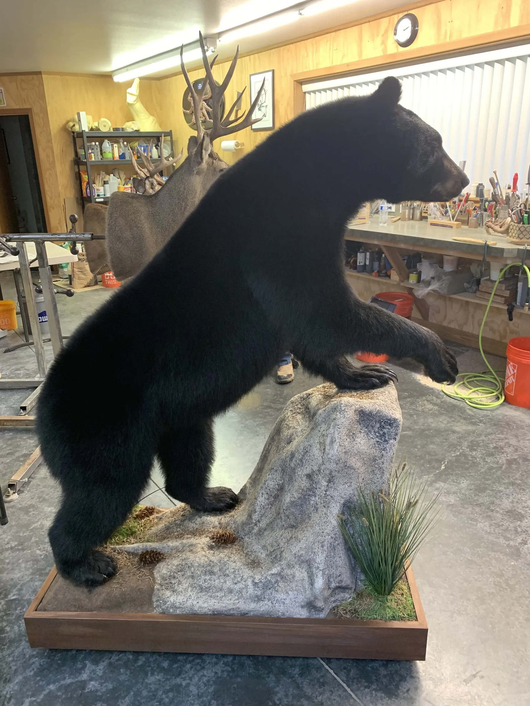 Full-body black bear mount stepping up onto a rock on a habitat base with prairie grass
