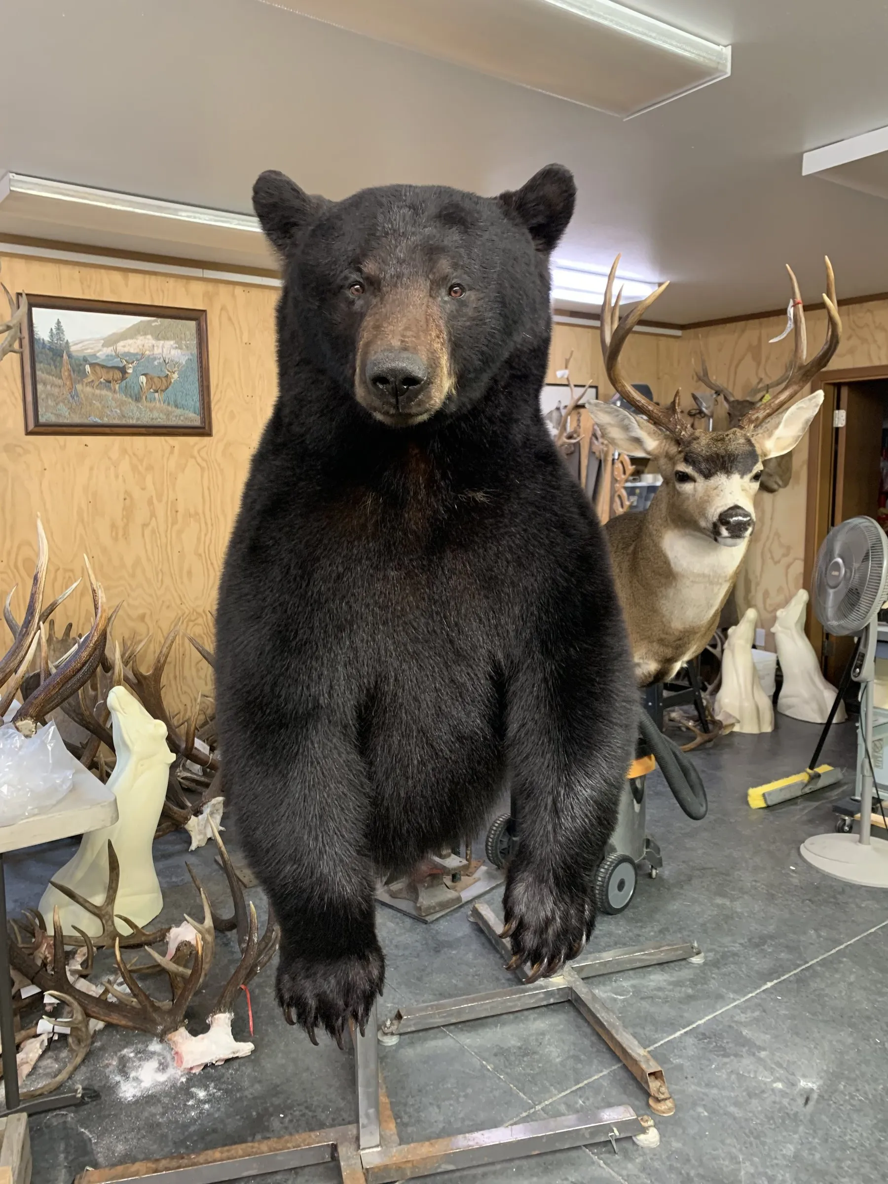 Black bear shoulder mount on a stand in the workshop, facing forward