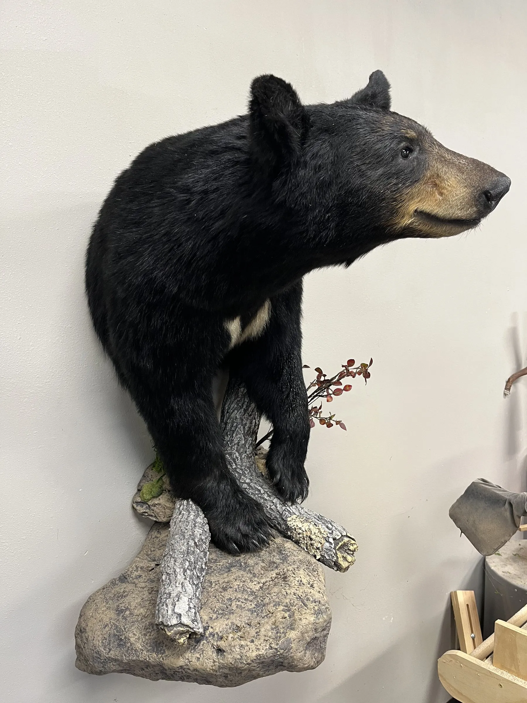 Black bear half-body wall mount climbing over a log on a natural rock base