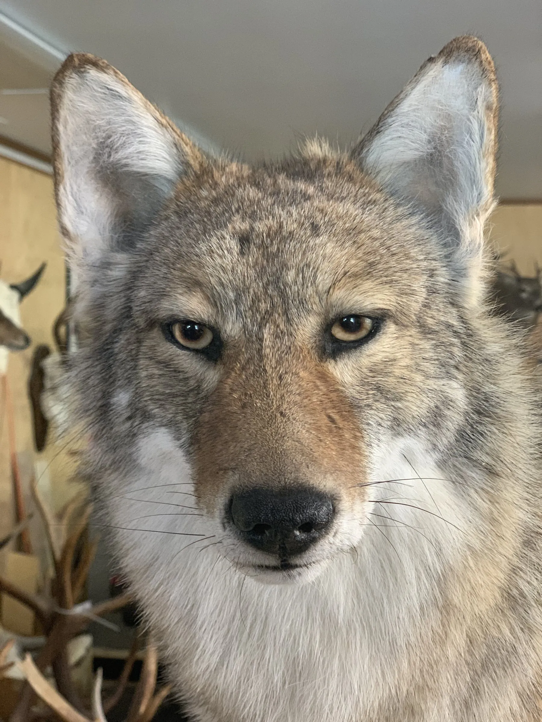 Close-up of a coyote mount looking straight at the camera
