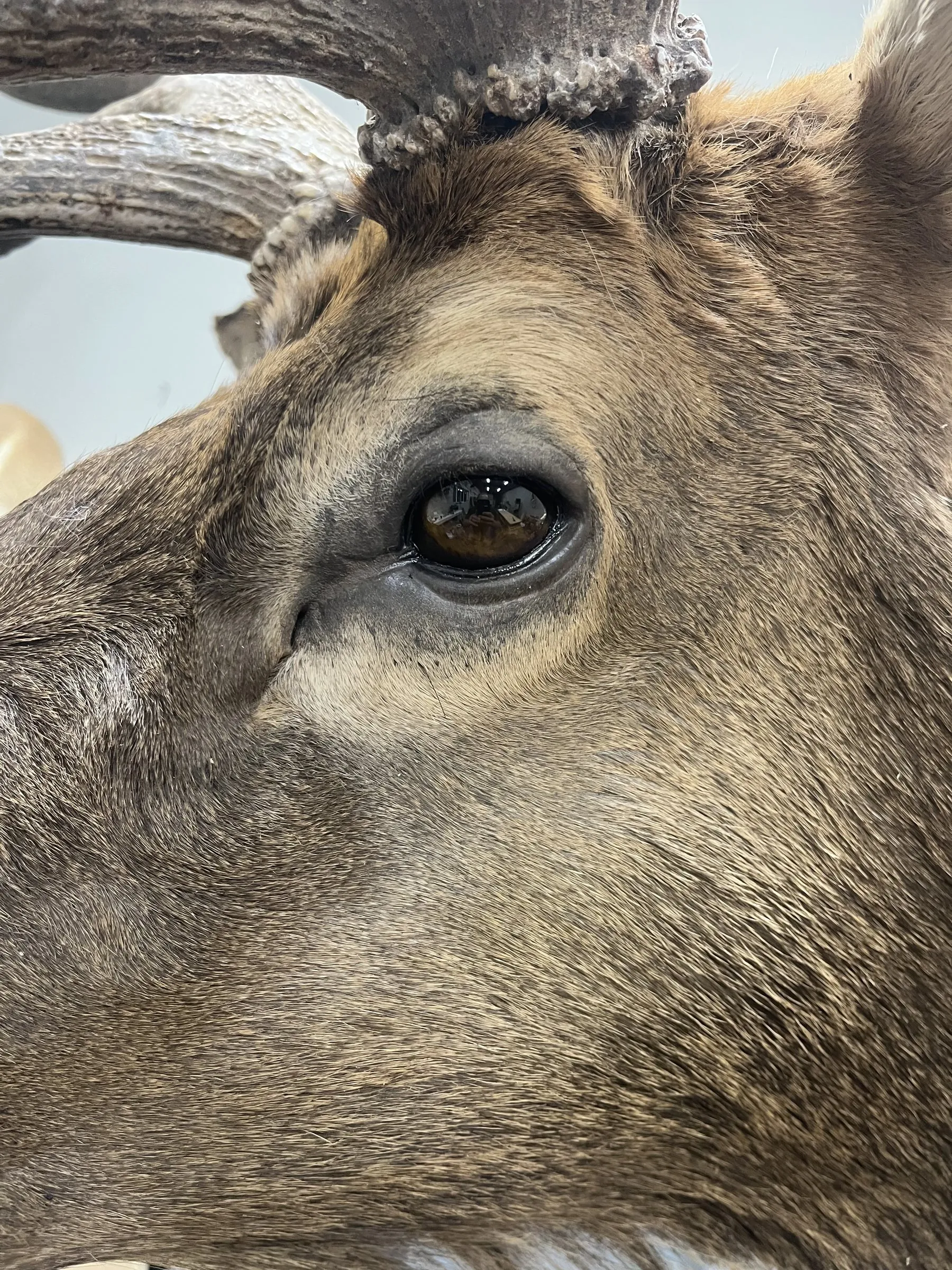 Extreme close-up of a deer mount’s eye and face, showing lifelike detail