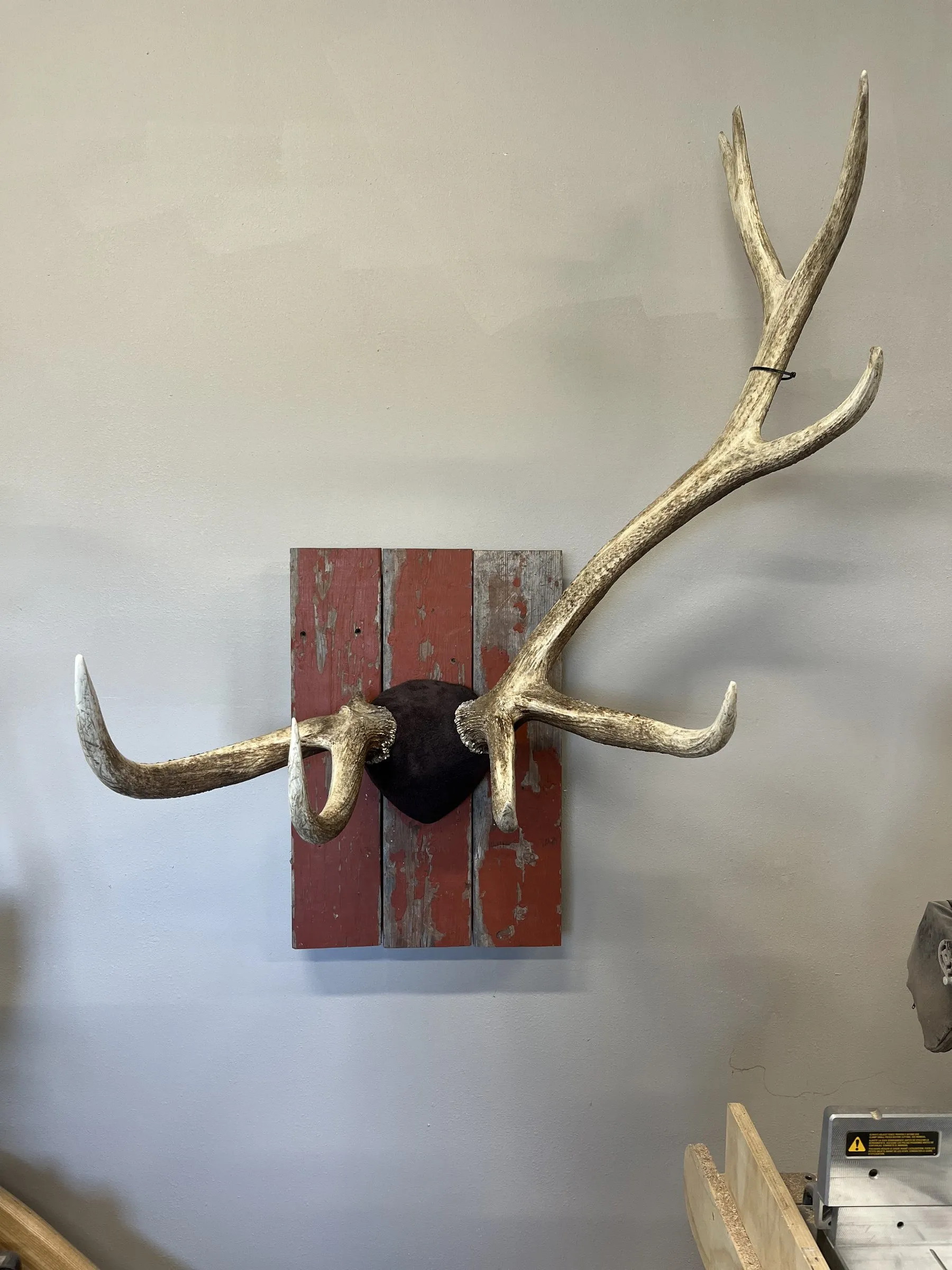 Elk antlers mounted on a rustic red barnwood plaque