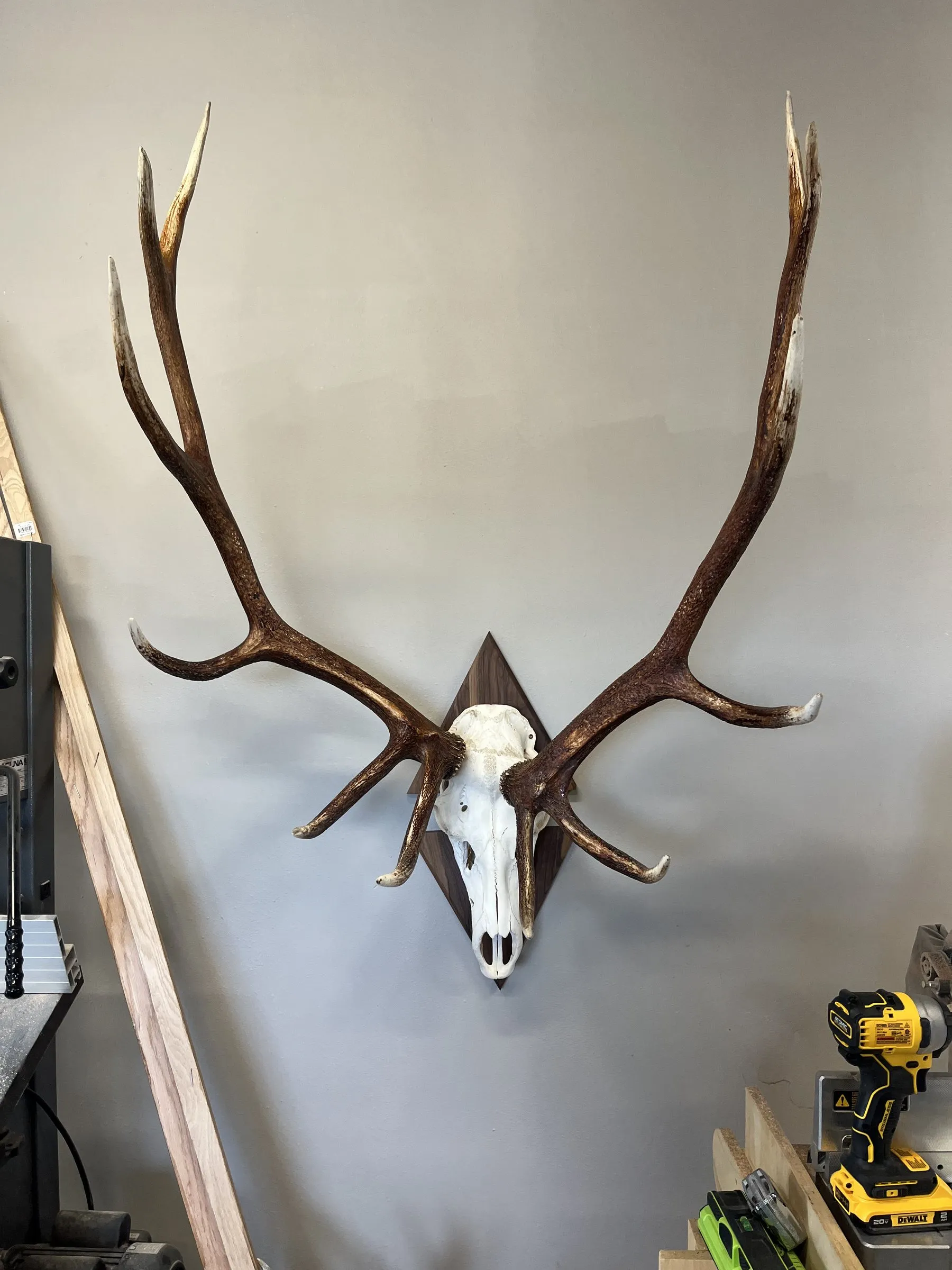 Bleached elk skull with large sweeping antlers on a dark wood plaque