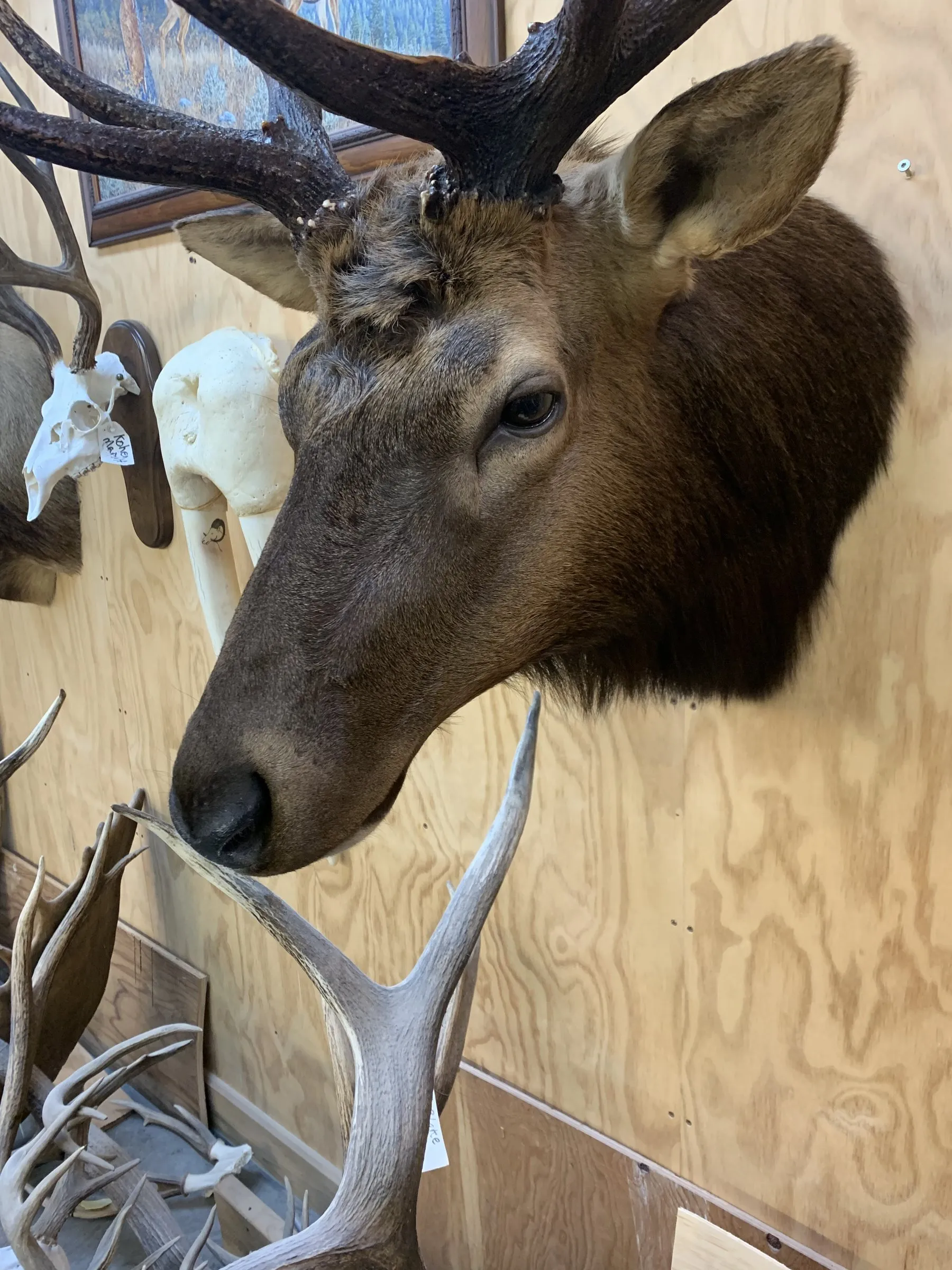 Close-up of a bull elk head mount hanging on a plywood wall