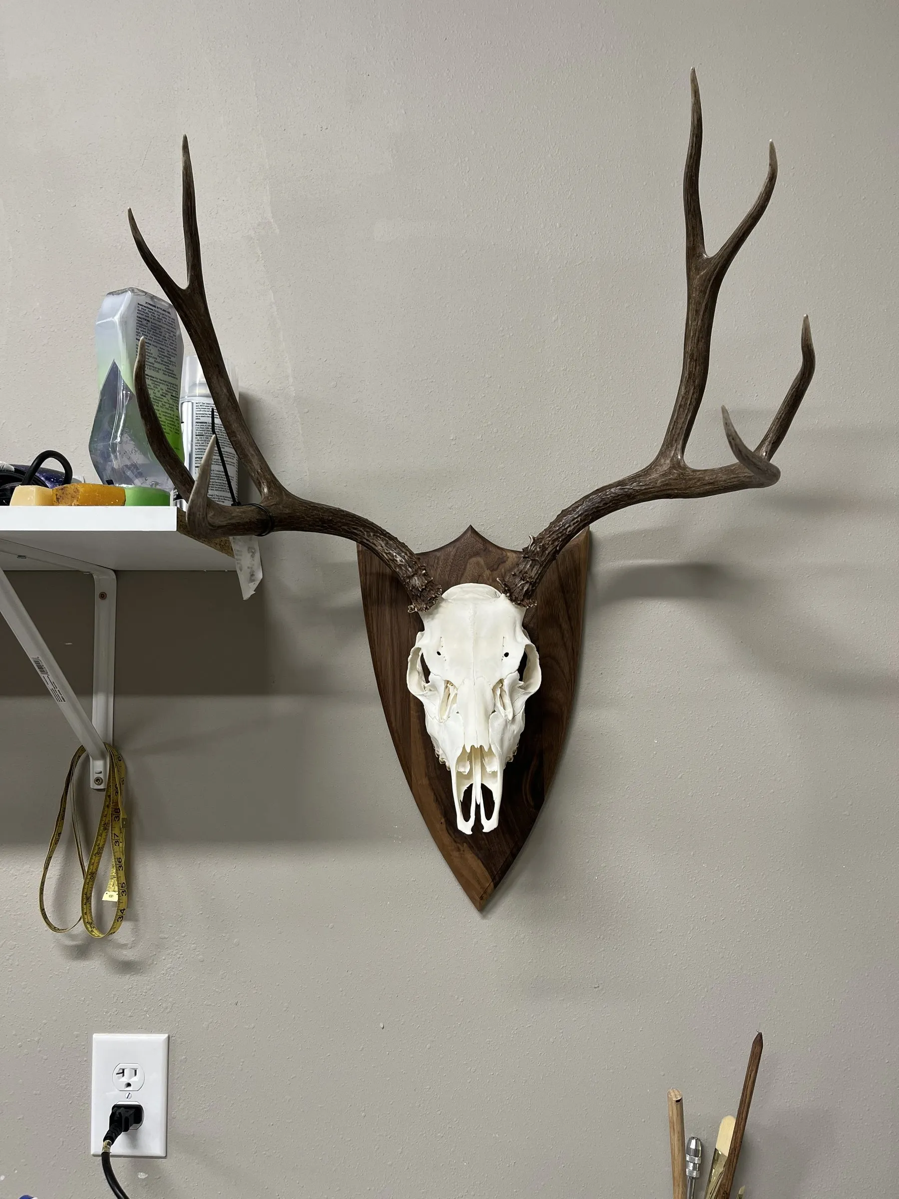 Bleached deer skull with antlers on a dark wood plaque