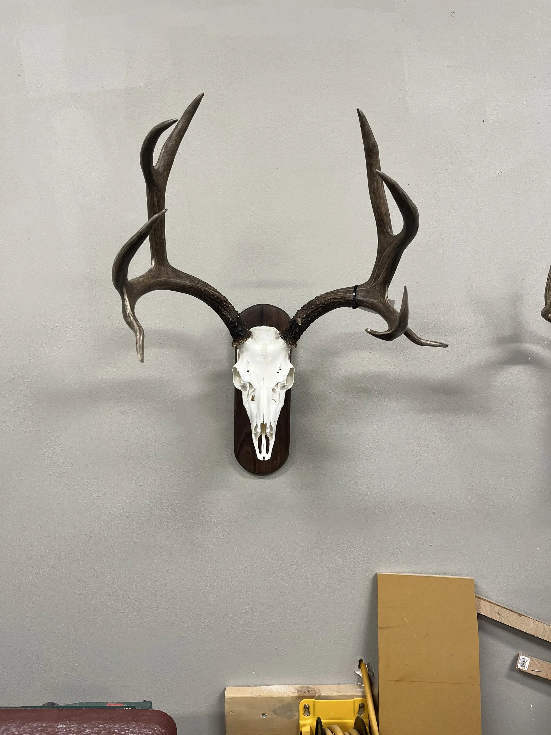 Bleached mule deer skull and antlers on a dark wood plaque