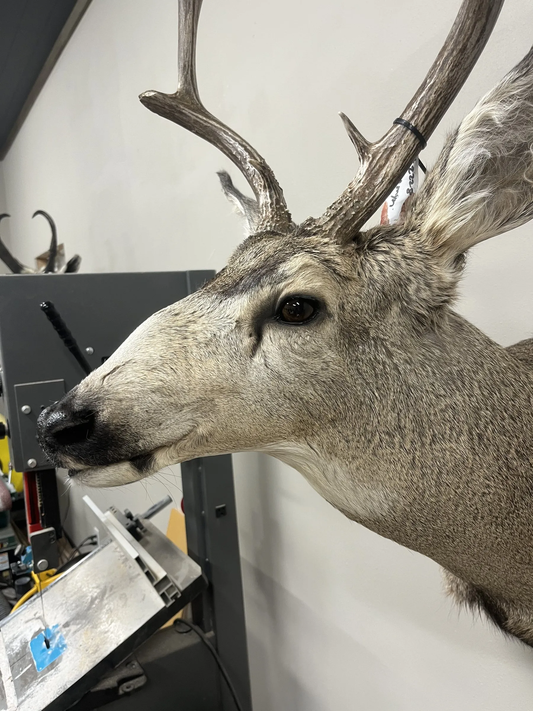 Close-up profile of a mule deer shoulder mount