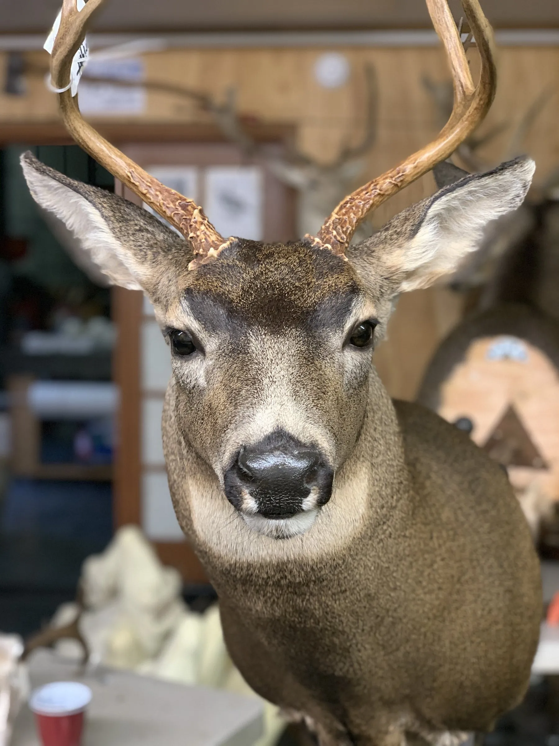 Mule deer shoulder mount facing forward, showing the large ears and antlers