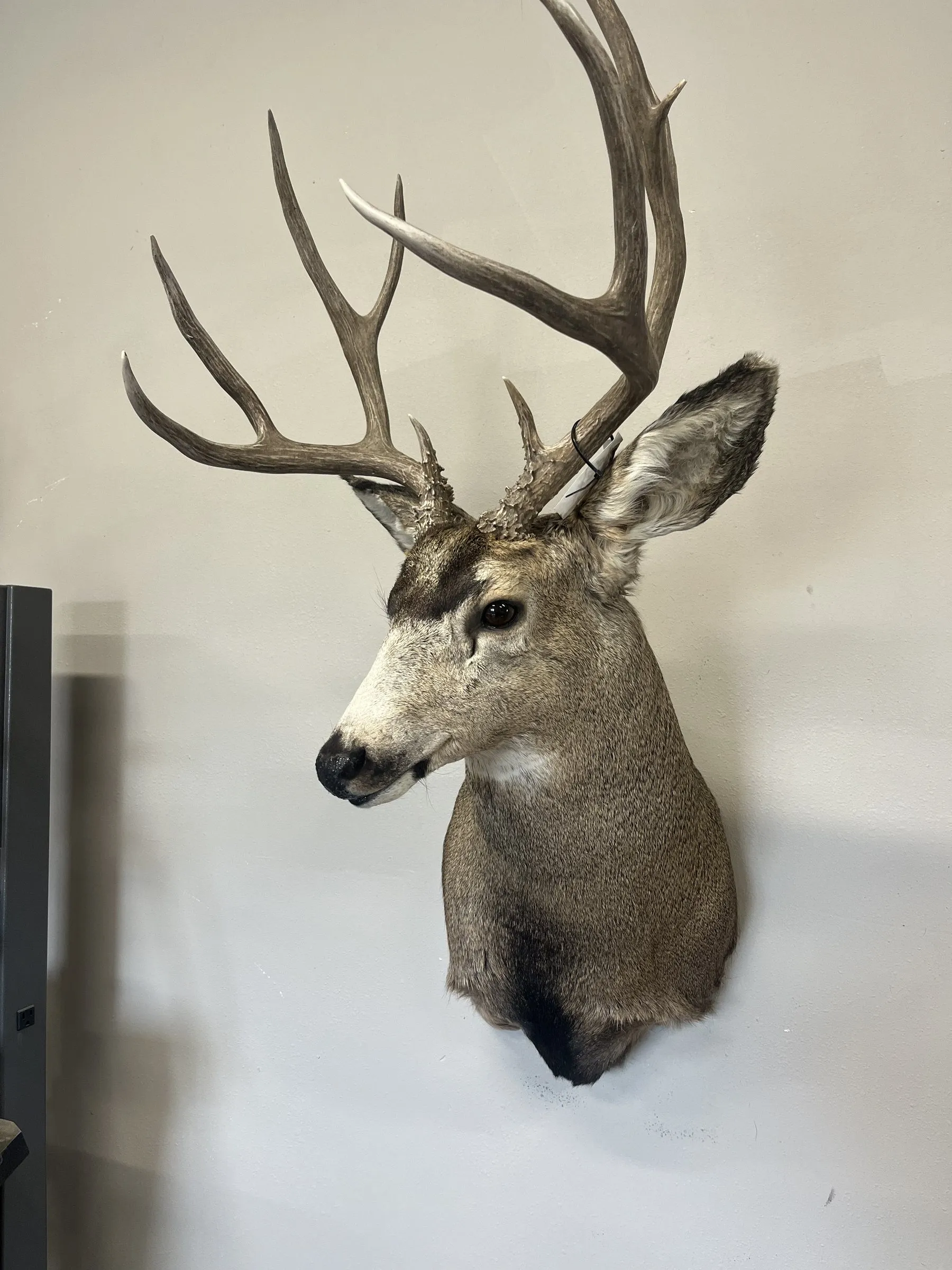 Mule deer shoulder mount with head turned left on a light wall