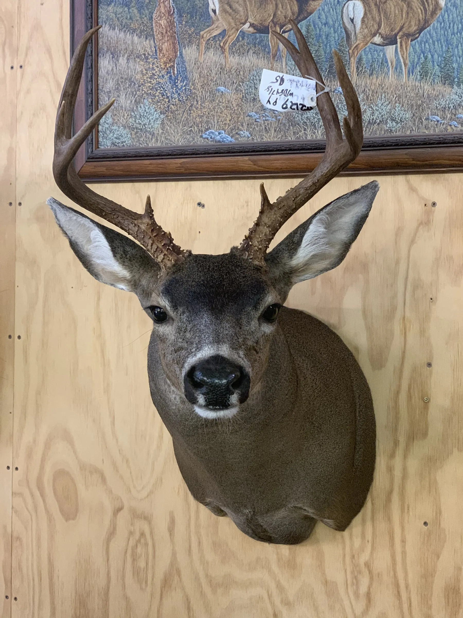 Mule deer shoulder mount below a wildlife painting