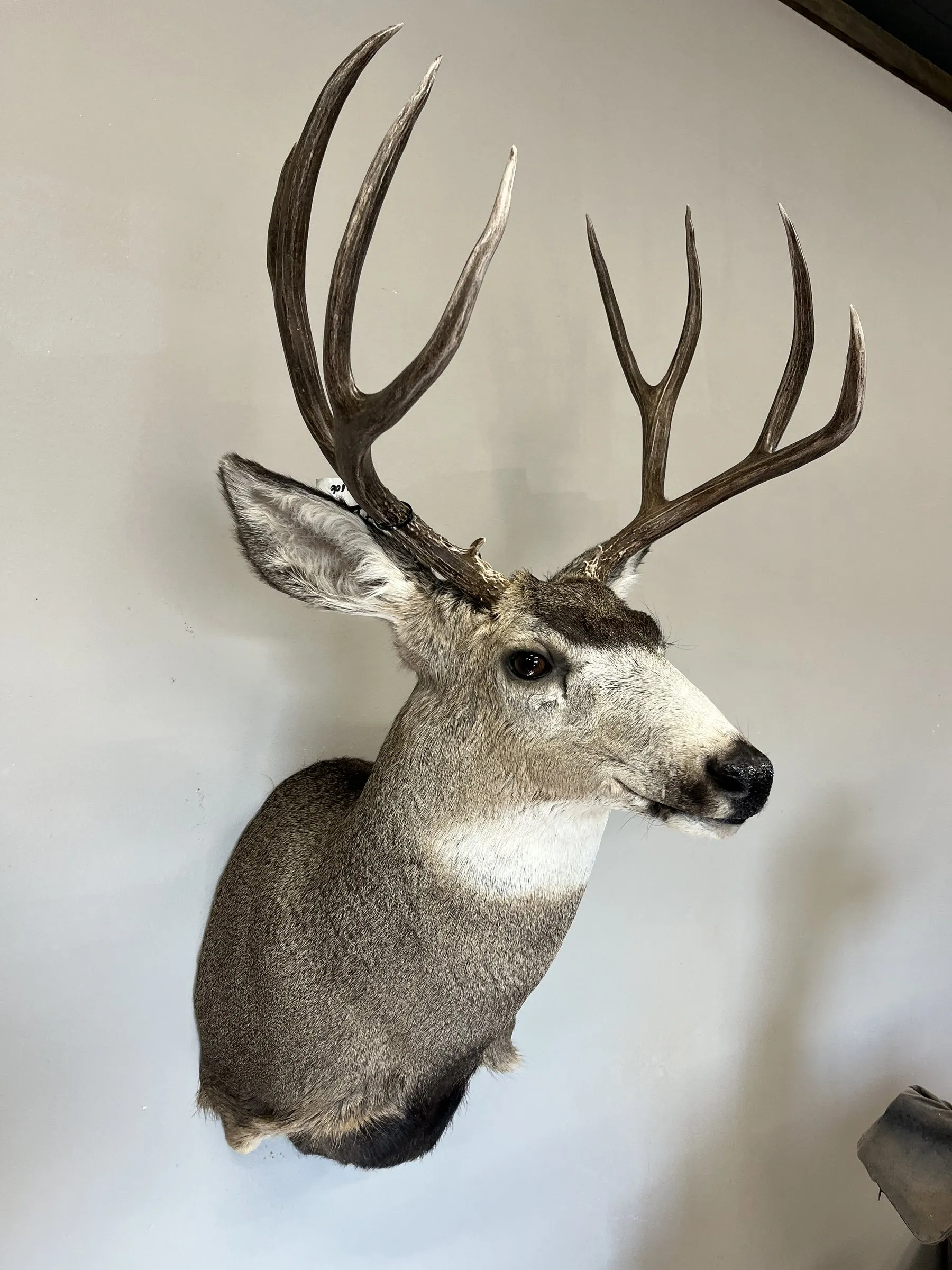 Mule deer buck shoulder mount with a heavy forked rack, head turned to the right