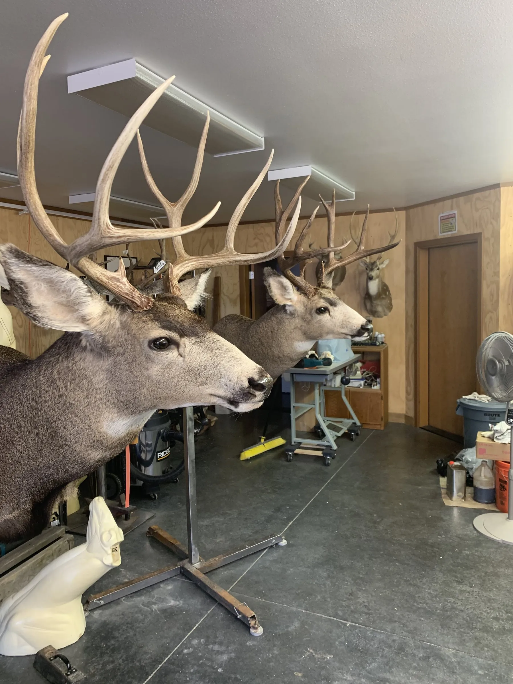 Two mule deer shoulder mounts on stands in the workshop