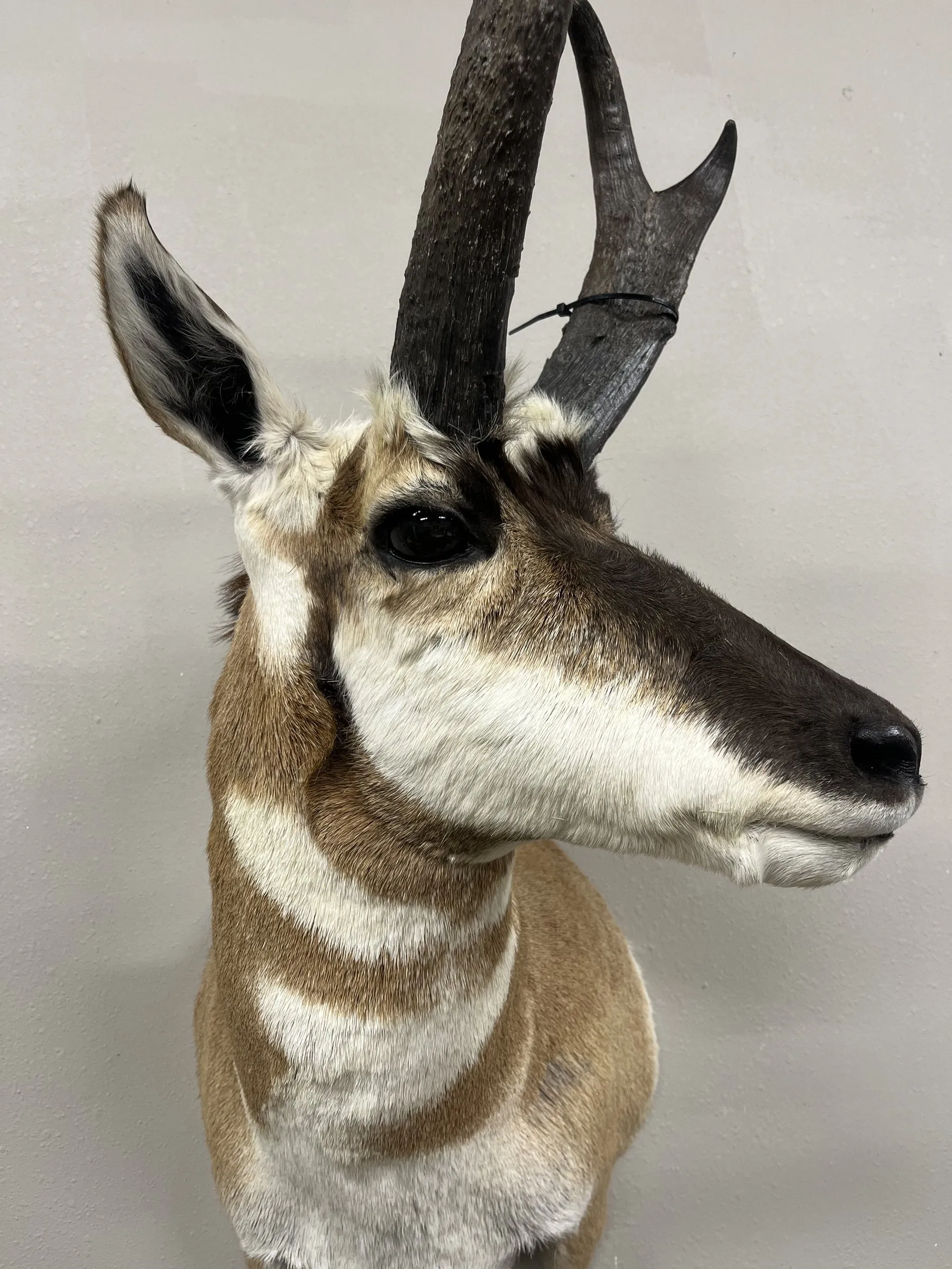Close-up of a pronghorn mount showing the face markings and horns