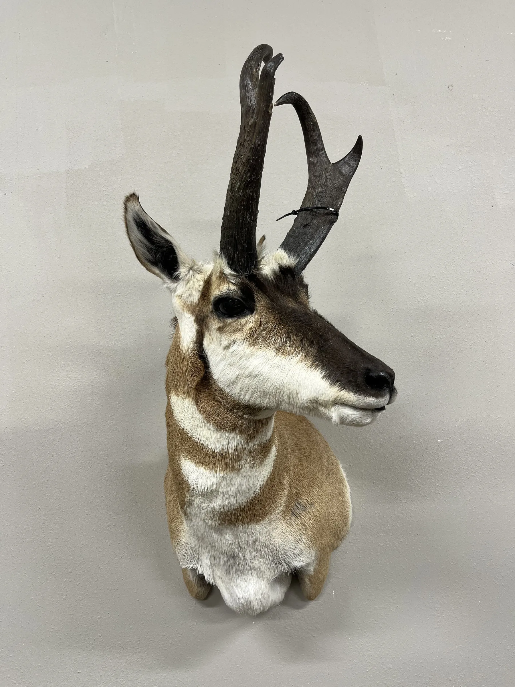 Pronghorn antelope shoulder mount turned to the right on a light wall