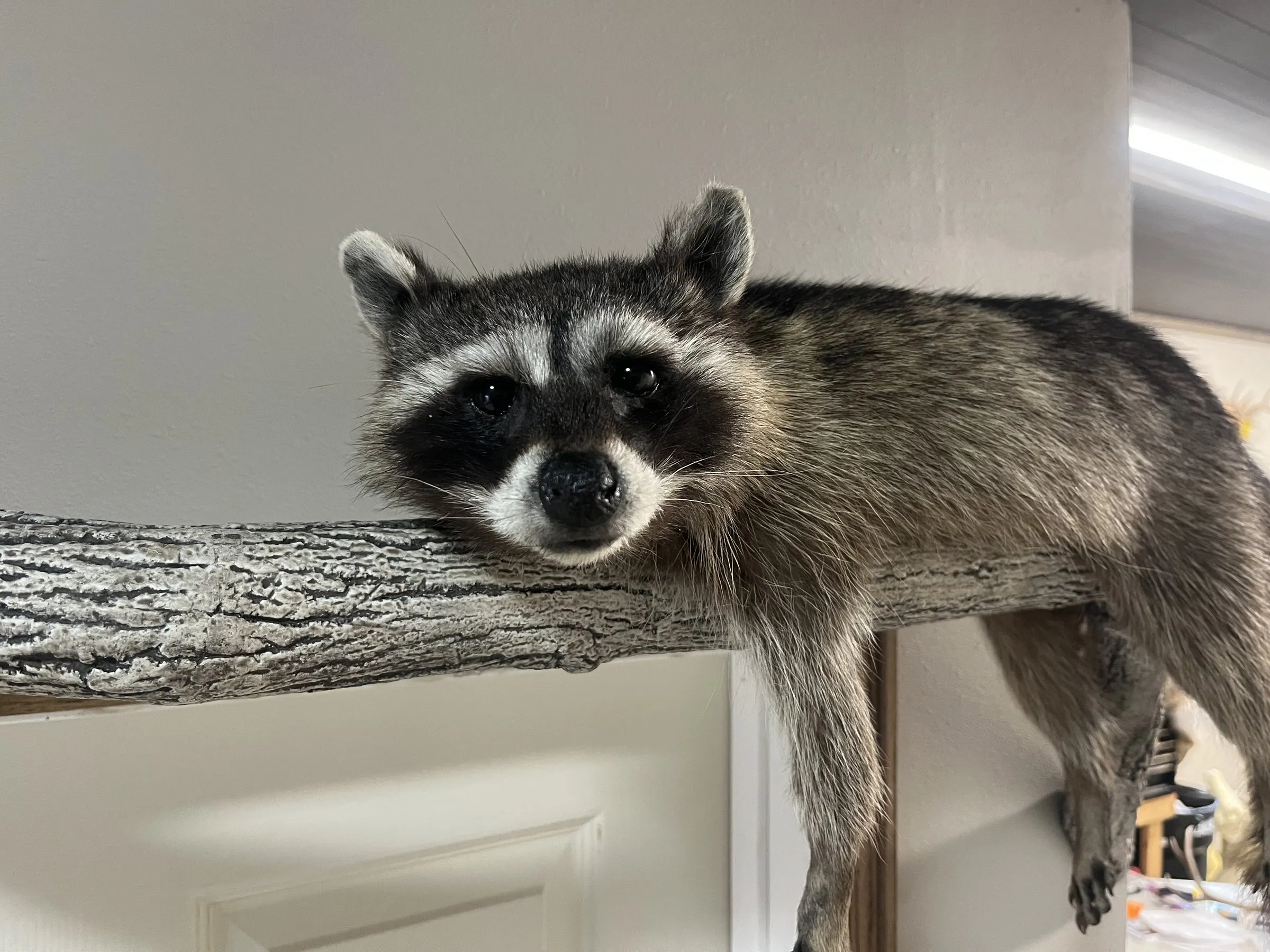 Raccoon mount draped over a tree branch, looking toward the camera