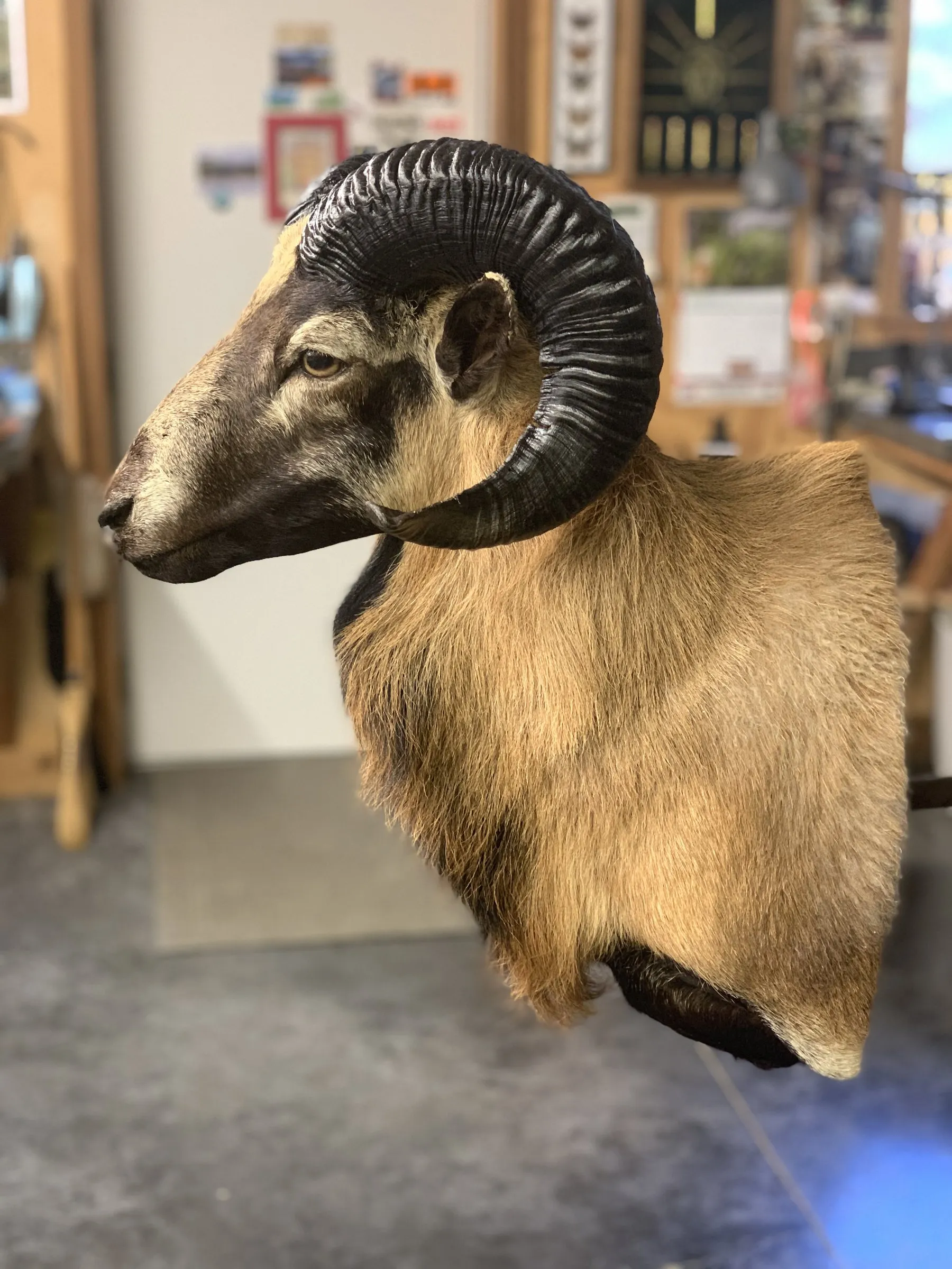 Ram shoulder mount with dark curled horns and a tan coat, shown in profile