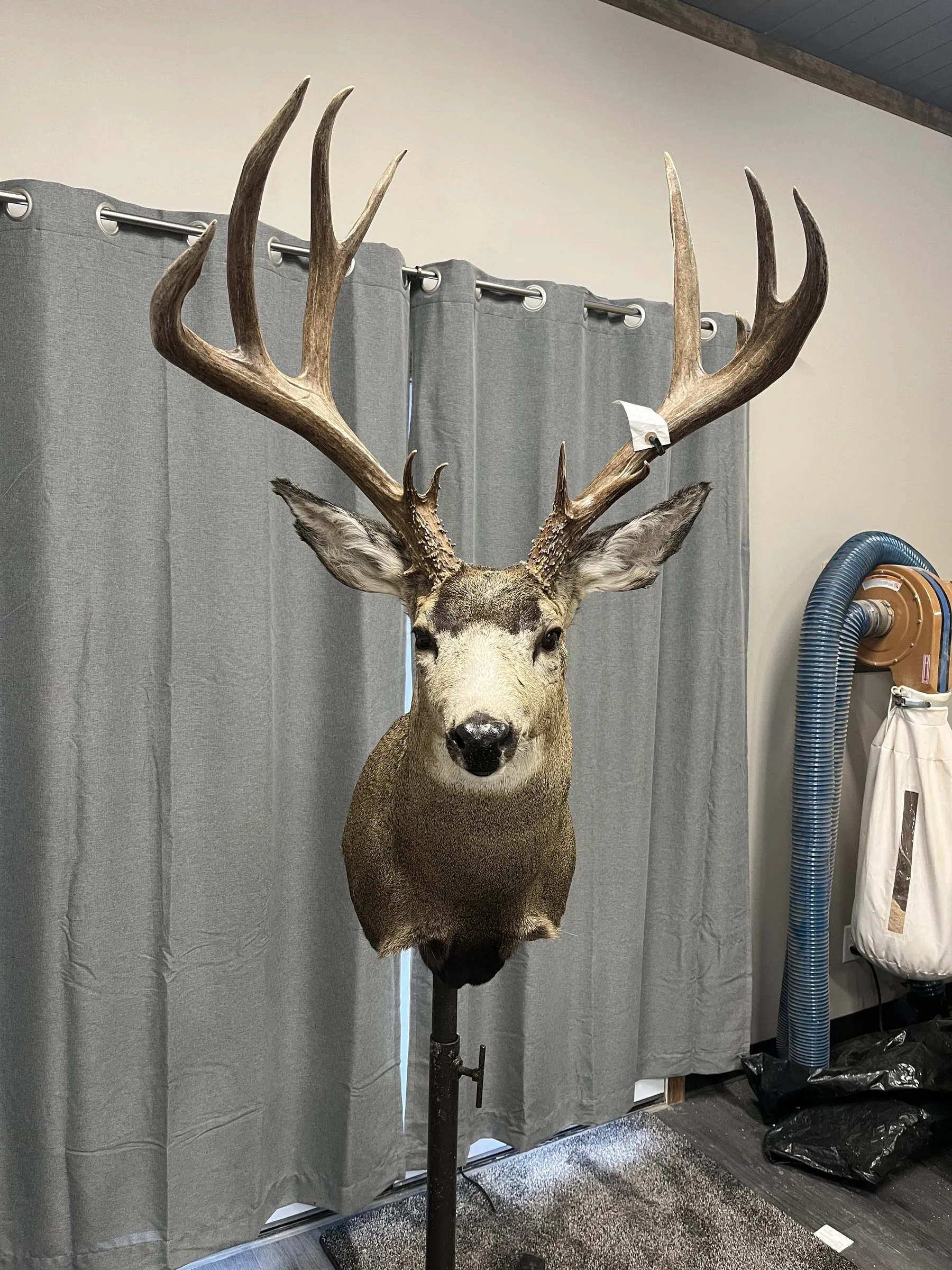 Whitetail buck shoulder mount with a tall, wide rack, facing forward
