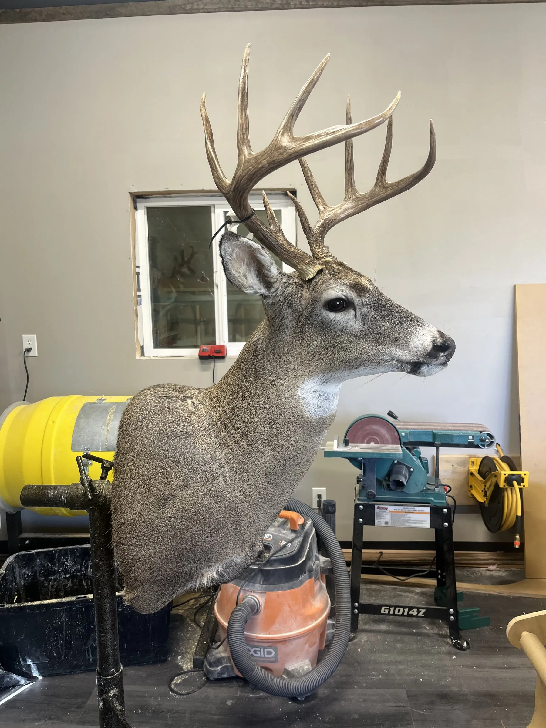 Whitetail buck shoulder mount in profile, on a stand in the workshop