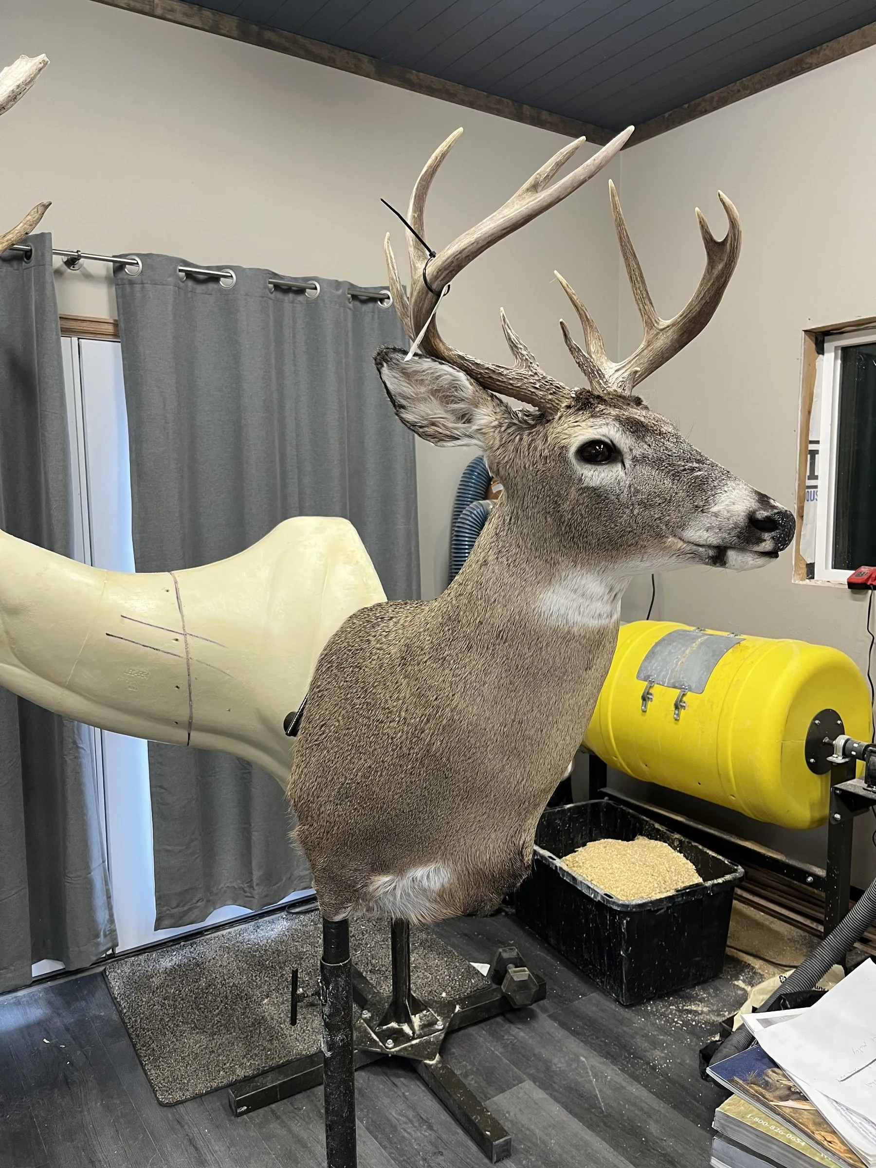 Whitetail buck shoulder mount on a stand in the workshop