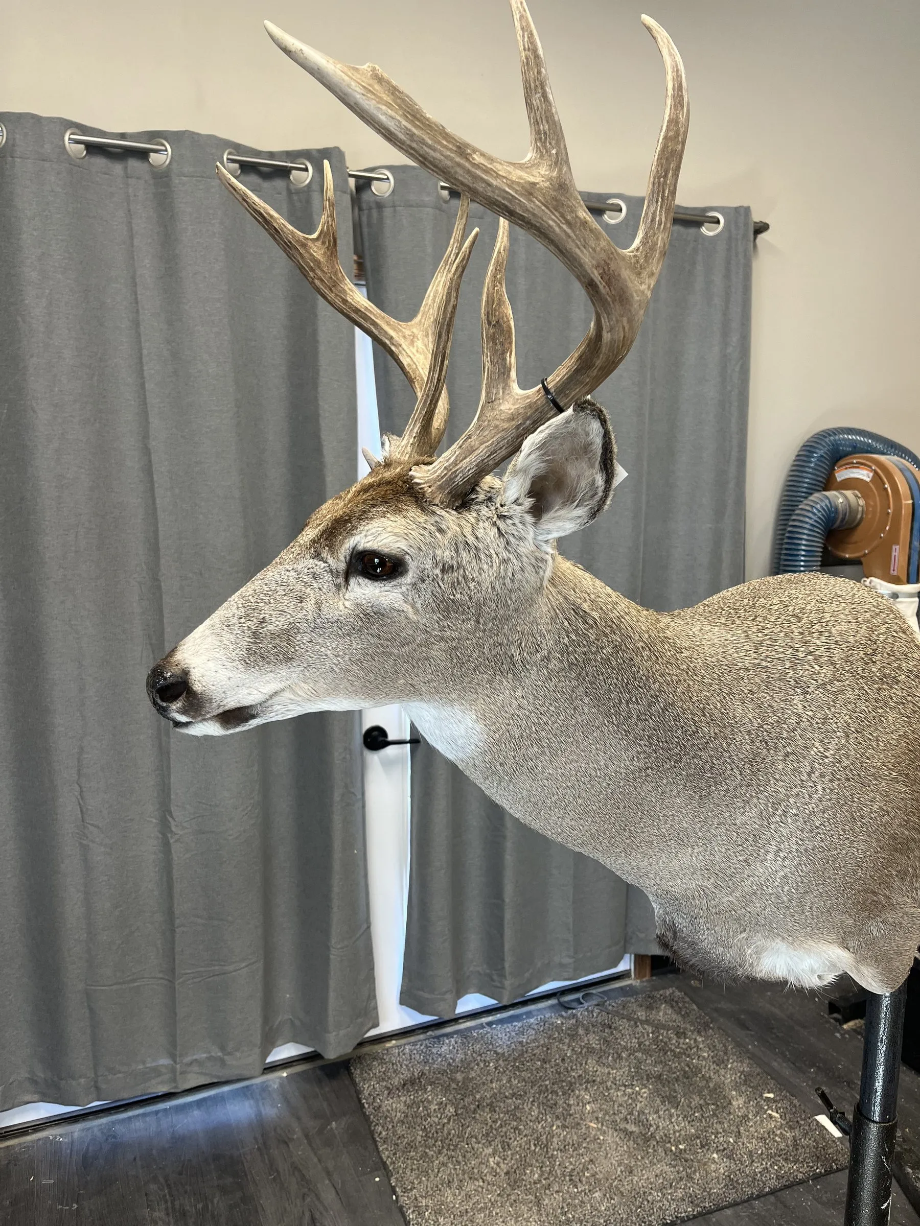 Whitetail buck shoulder mount shown from the side