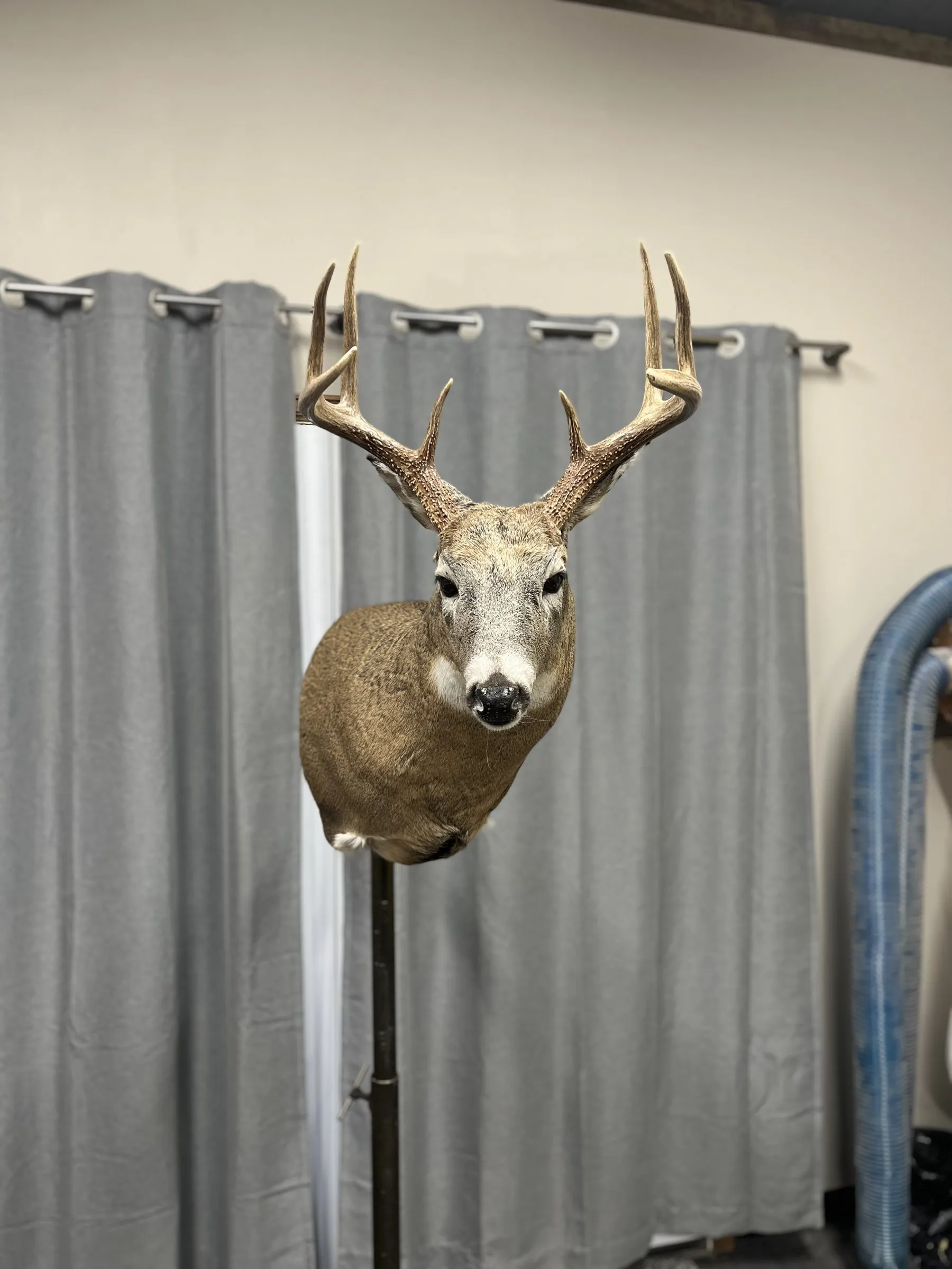 Whitetail buck shoulder mount on a stand, facing forward