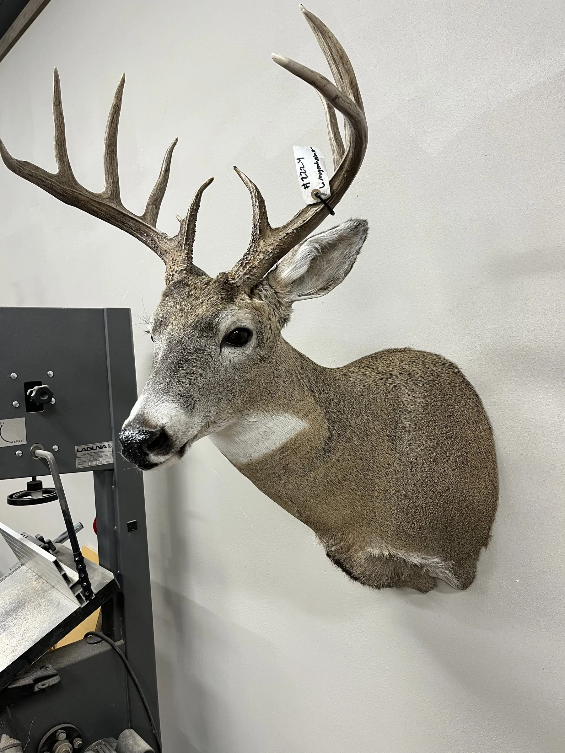 Whitetail buck shoulder mount with head turned left
