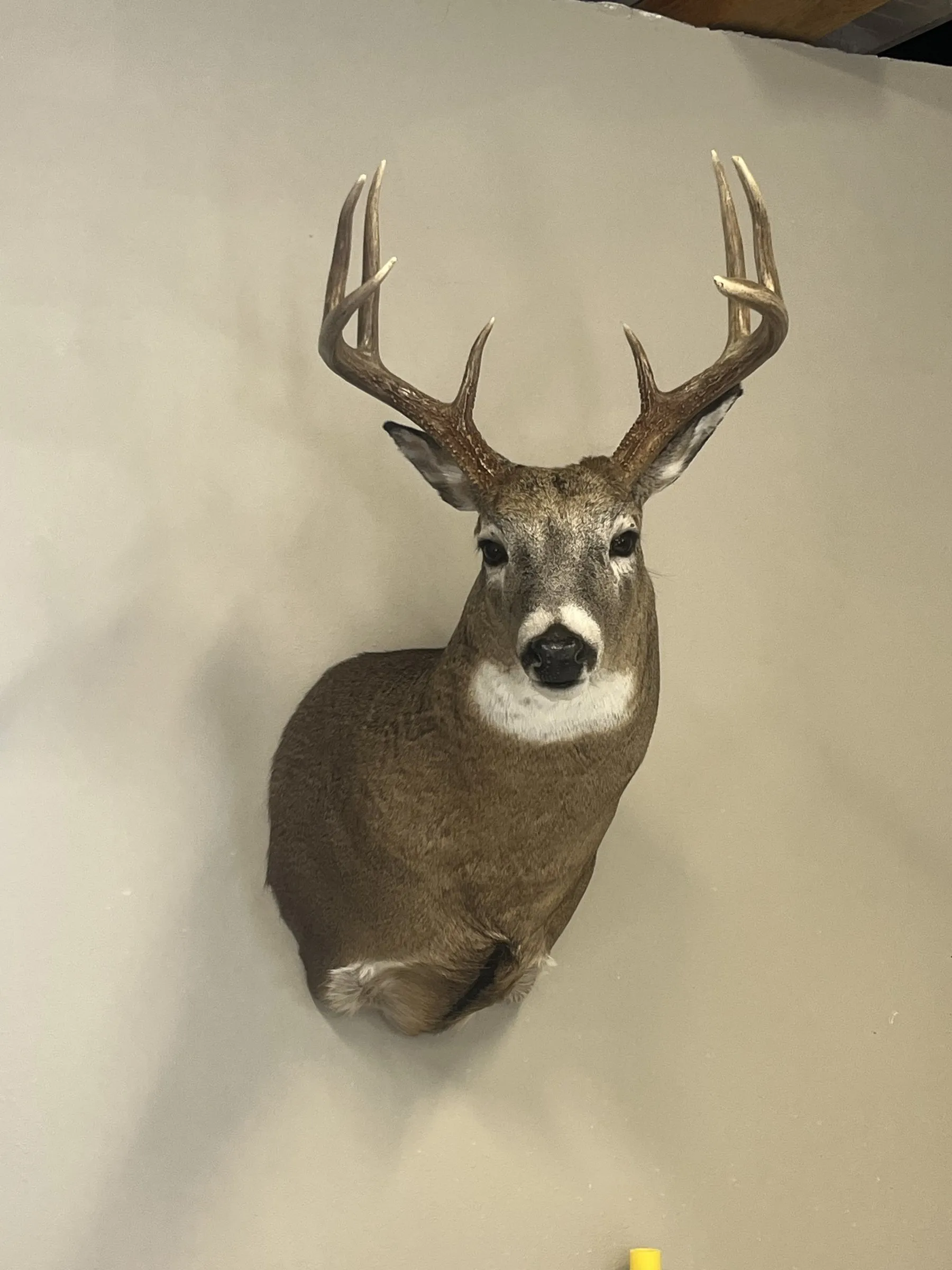 Whitetail buck shoulder mount on a wall, slightly turned